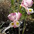 Gladiolus mostertiae, Nieuwoudtville, Rachel Saunders