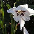 Gladiolus murielae