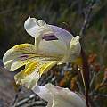 Gladiolus mutabilis, Potjiesberg Pass, Cameron McMaster