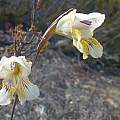 Gladiolus mutabilis, Potjiesberg Pass, Cameron McMaster
