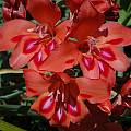 Gladiolus nanus hybrid, Mary Sue Ittner