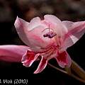 Gladiolus nigromontanus