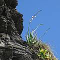 Gladiolus ochroleucus, Cameron McMaster