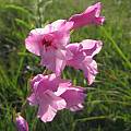 Gladiolus ochroleucus