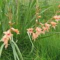 Gladiolus oppositiflorus, Maclear, Cameron McMaster