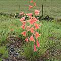 Gladiolus oppositiflorus ssp. salmoneus, Balloch, Cameron McMaster