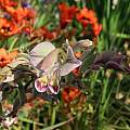 Gladiolus orchidiflorus, Alan Horstmann