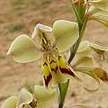Gladiolus orchidiflorus, Carolusberg, Cameron McMaster