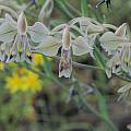 Gladiolus orchidiflorus, Namaqualand, Bob Rutemoeller