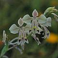 Gladiolus orchidiflorus, Namaqualand, Mary Sue Ittner