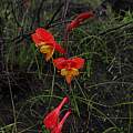 Gladiolus overbergensis