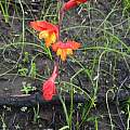 Gladiolus overbergensis, Lindsay Lewis, iNaturalist, CC BY-NC