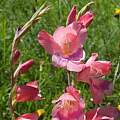 Gladiolus paludosus