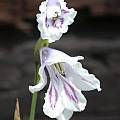 Gladiolus palustris - white form, Jane McGary