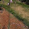 Gladiolus papilio, Mendocino Coast Botanical Gardens, Bob Rutemoeller