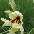 Gladiolus papilio, Cameron McMaster