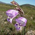 Gladiolus patersoniae, Cameron McMaster