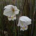 Gladiolus patersoniae, Potjiesberg Pass, Cameron McMaster