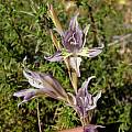 Gladiolus permeabilis, Bontebok, Bob Rutemoeller