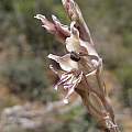 Gladiolus permeabilis ssp. edulis, Andriesberg, Cameron McMaster