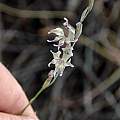 Gladiolus permeabilis ssp. edulis, Andriesberg, Bob Rutemoeller