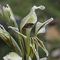 Gladiolus permeabilis ssp. edulis, Moonstone, Cameron McMaster