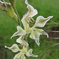 Gladiolus permeabilis ssp. edulis, Rhodes, Cameron McMaster