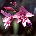 Gladiolus phoenix, Alan Horstmann