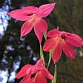 Gladiolus priorii