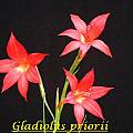 Gladiolus priorii, Bill Dijk