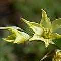 Gladiolus pubigerus