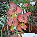 Gladiolus pulcherrimus