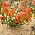Gladiolus pulcherrimus, Alan Horstmann