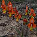 Gladiolus pulcherrimus, Rod Saunders