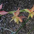 Gladiolus quadrangularis, Mary Sue Ittner
