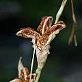 Gladiolus quadrangularis, seed pod, Nhu Nguyen