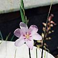 Gladiolus quadrangulus, Alan Horstmann [Shift+click to enlarge, Click to go to wiki entry]
