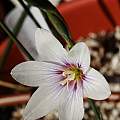 Gladiolus aff. quadrangulus, Michael Mace