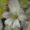 Gladiolus recurvus, Dirk Wallace