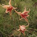 Gladiolus reginae, Rachel Saunders