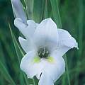Gladiolus rehmannii