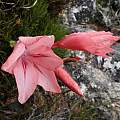 Gladiolus rhodanthus, Rachel Saunders