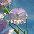 Gladiolus rogersii, Alan Horstmann