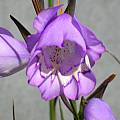 Gladiolus rogersii, Alan Horstmann