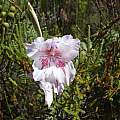 Gladiolus roseovenosus, Rachel Saunders [Shift+click to enlarge, Click to go to wiki entry]