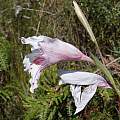 Gladiolus roseovenosus, Rachel Saunders