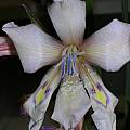 Gladiolus rudis, Alan Horstmann