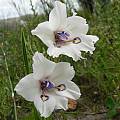Gladiolus rudis, Fairfield, Cameron McMaster