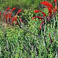 Gladiolus saccatus, Rod Saunders