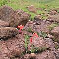 Gladiolus saundersii, Cameron McMaster